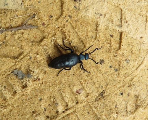 Meloe sp.